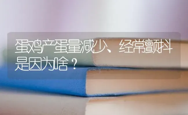 蛋鸡产蛋量减少、经常颤抖是因为啥？ | 家禽养殖