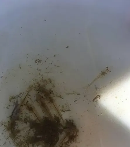 小棚养殖南美白对虾如何处理“苗期空肠空胃”