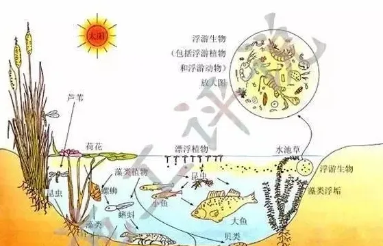 水产养殖过程到底什么时候用菌好？