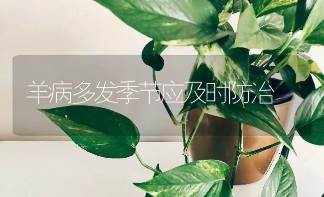 羊病多发季节应及时防治 | 家畜养殖