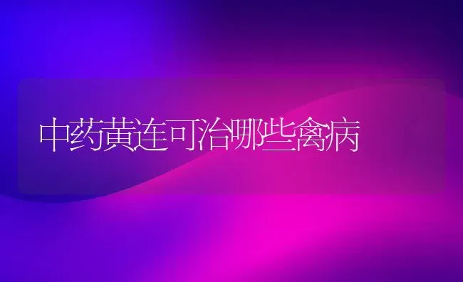 中药黄连可治哪些禽病 | 养殖病虫害防治