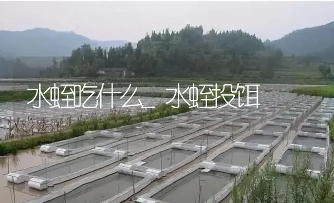 水蛭吃什么_水蛭投饵 | 特种养殖