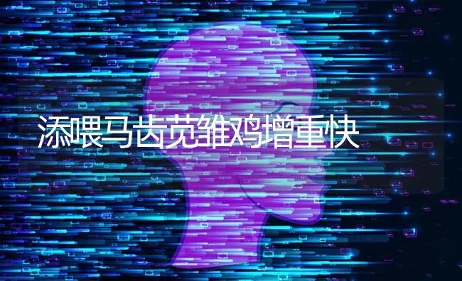 添喂马齿苋雏鸡增重快 | 家禽养殖