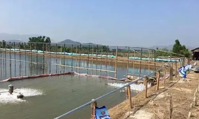 冬棚养对虾三个“应激反应”的有效防控措施