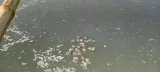 河蟹养殖中后期缺氧死亡？很可能跟水草有大关系