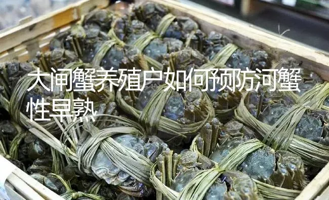 大闸蟹养殖户如何预防河蟹性早熟 | 淡水养殖