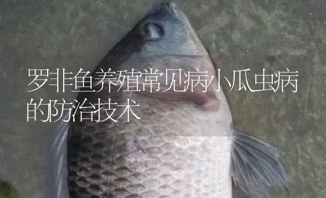 罗非鱼养殖常见病小瓜虫病的防治技术 | 淡水养殖