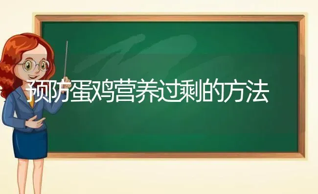 预防蛋鸡营养过剩的方法 | 家禽养殖