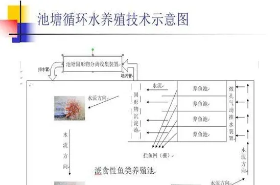 第二弹：池塘工程化循环水养殖模式