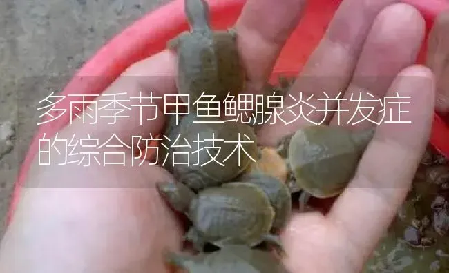 多雨季节甲鱼鳃腺炎并发症的综合防治技术 | 淡水养殖