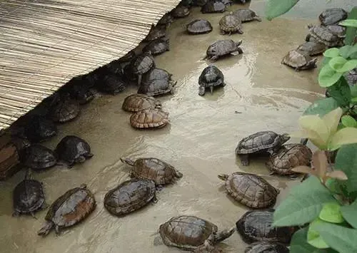 夏季高温季节乌龟池建设建议饮食建议