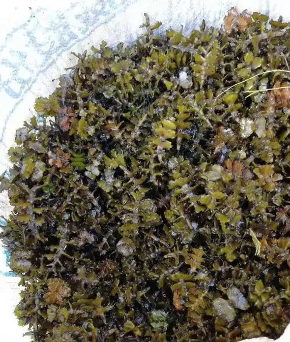 麦黄草在小龙虾养殖中的应用