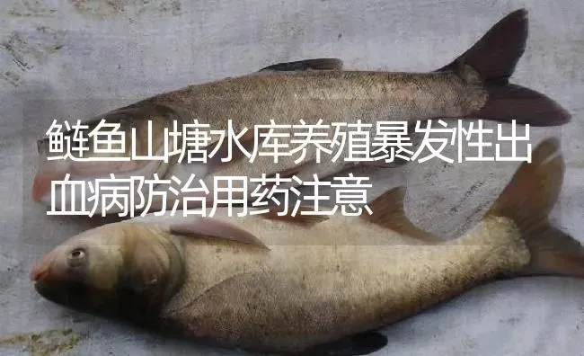 鲢鱼山塘水库养殖暴发性出血病防治用药注意 | 养殖病虫害防治