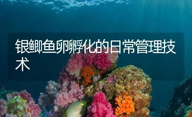 银鲫鱼卵孵化的日常管理技术 | 淡水养殖