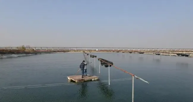 海参再度夏，养殖户要防的不止是高温？