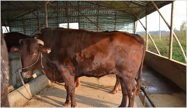 肉牛快速育肥方法及不同阶段育肥技巧 | 动物饲养方法