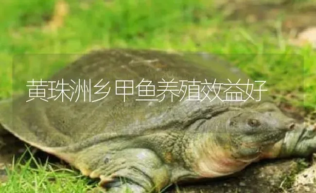 黄珠洲乡甲鱼养殖效益好 | 淡水养殖
