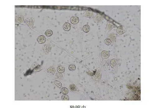 最实用的小龙虾疾病诊断流程和常见疾病的判断方法