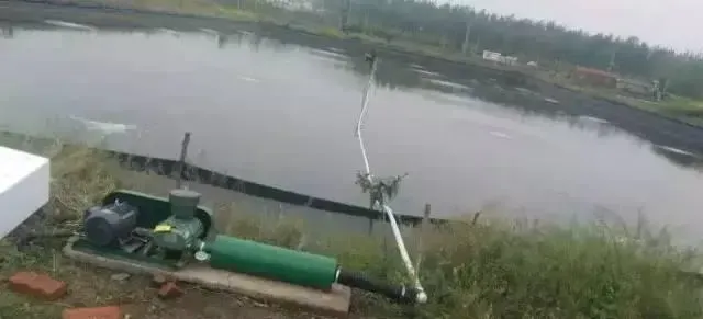 河蟹养殖中后期缺氧死亡？很可能跟水草有大关系