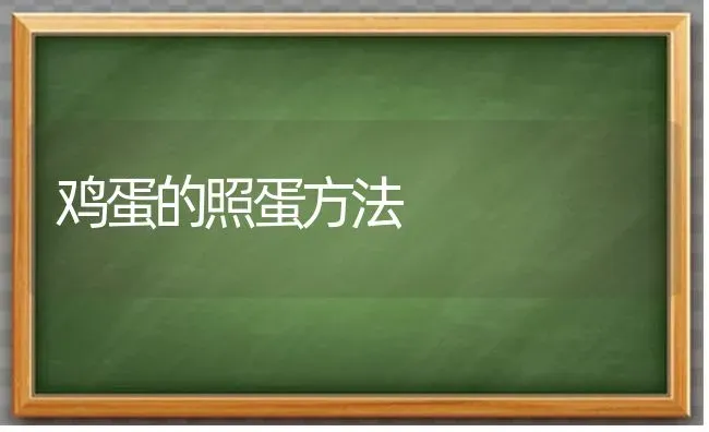 鸡蛋的照蛋方法 | 家禽养殖