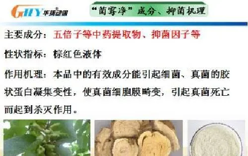 简析鳃霉病和菌霉净治疗鳃霉病案例分享