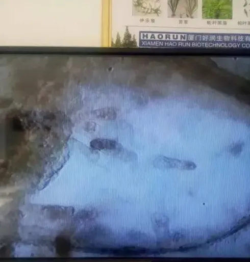 如何处理春季海参圈海参感染“纤毛虫”
