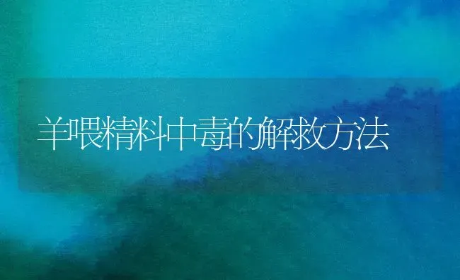 羊喂精料中毒的解救方法 | 家畜养殖