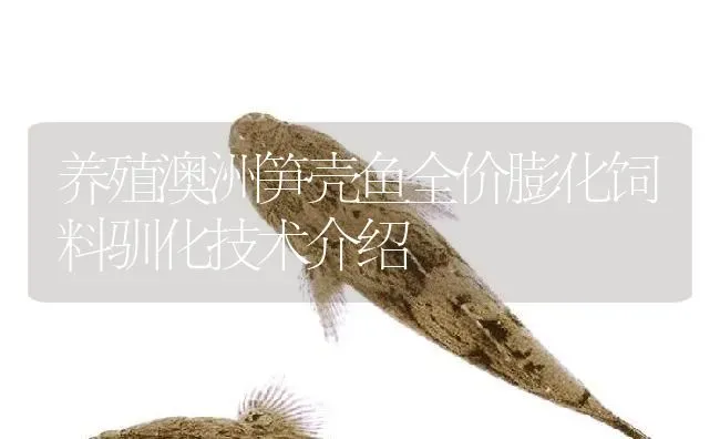 养殖澳洲笋壳鱼全价膨化饲料驯化技术介绍 | 淡水养殖