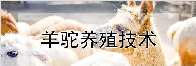 羊驼养殖技术 | 动物饲养方法