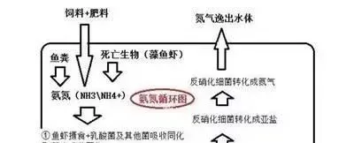 看乳酸菌如何有效降低池塘水质氨氮