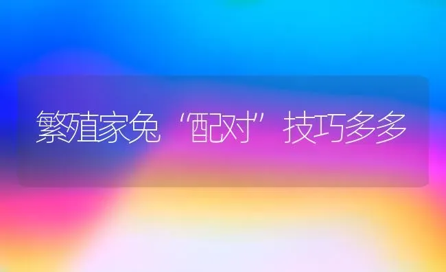 繁殖家兔“配对”技巧多多 | 家畜养殖