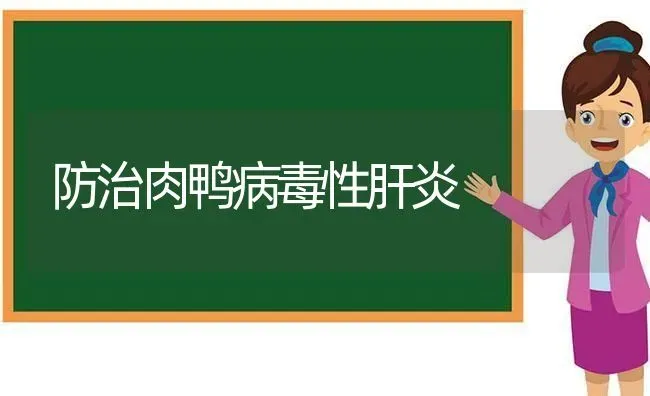 防治肉鸭病毒性肝炎 | 家禽养殖