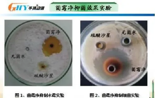 简析鳃霉病和菌霉净治疗鳃霉病案例分享