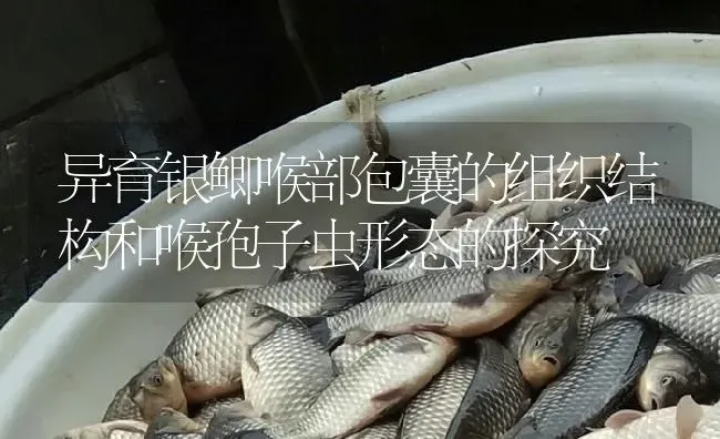 异育银鲫喉部包囊的组织结构和喉孢子虫形态的探究 | 淡水养殖