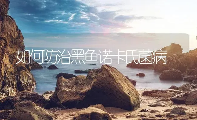 如何防治黑鱼诺卡氏菌病 | 养殖病虫害防治