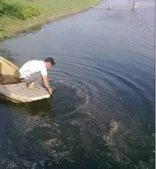 近期鱼儿不吃食或者浮头，可能是“绿幔子”惹的祸