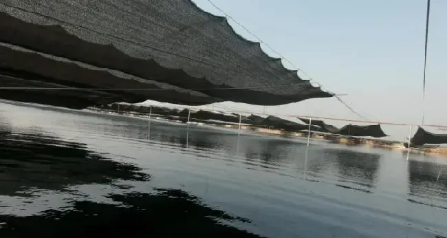 海参再度夏，养殖户要防的不止是高温？