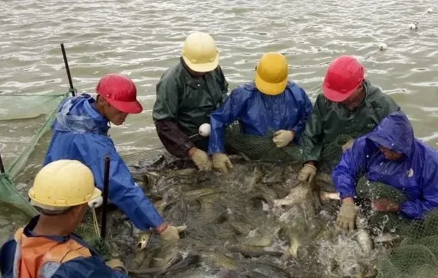 32斤！粤海大口鲶鱼新鱼出鱼包产量刷新玉林地区纪录