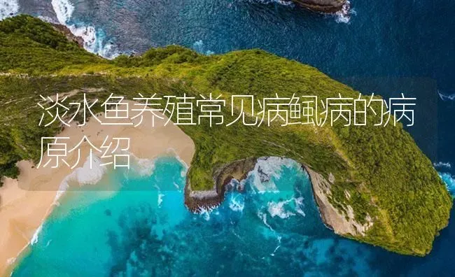淡水鱼养殖常见病鲺病的病原介绍 | 养殖病虫害防治