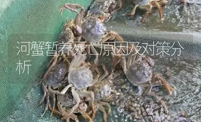 河蟹暂养死亡原因及对策分析 | 淡水养殖