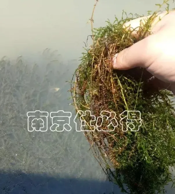 高温天天喊保草，河蟹龙虾养殖户为何现在不去搞？