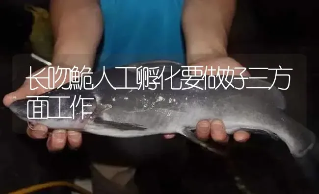 长吻鮠人工孵化要做好三方面工作 | 淡水养殖