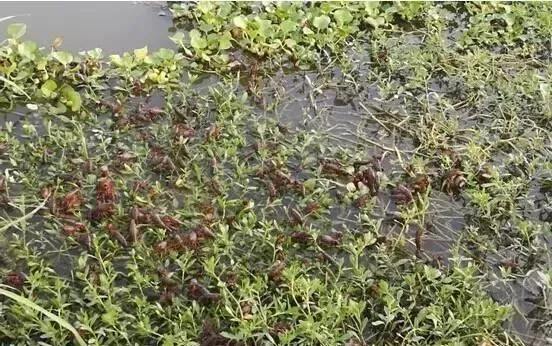 你只知道河蟹、龙虾池塘缺氧暴塘出现大面积死亡，却不一定了解这些……