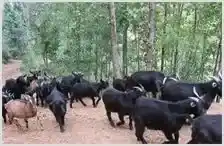 四川省最大黑山羊养殖基地在叙永投用 | 动物饲养方法