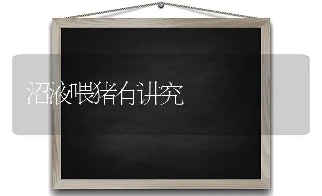 沼液喂猪有讲究 | 家畜养殖