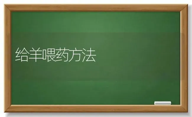 给羊喂药方法 | 养殖病虫害防治