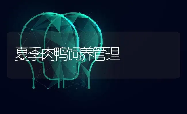 夏季肉鸭饲养管理 | 家禽养殖
