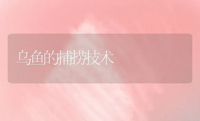 乌鱼的捕捞技术 | 淡水养殖