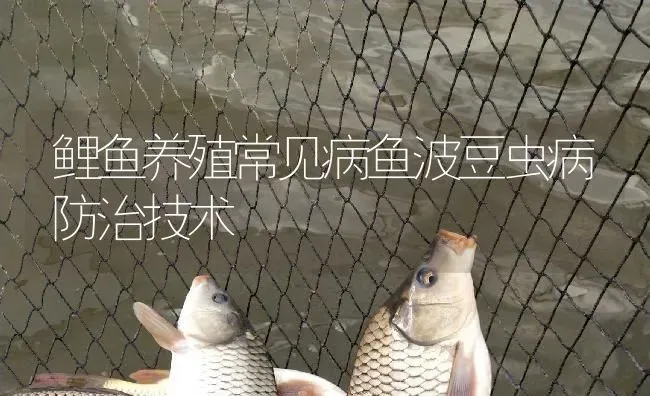 鲤鱼养殖常见病鱼波豆虫病防治技术 | 淡水养殖