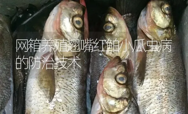 网箱养殖翘嘴红鲌小瓜虫病的防治技术 | 淡水养殖